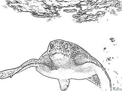 tortuga Pagine Di Culore Stampabile